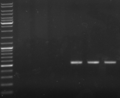 Hd-phage-08-09-30 pcr.jpg