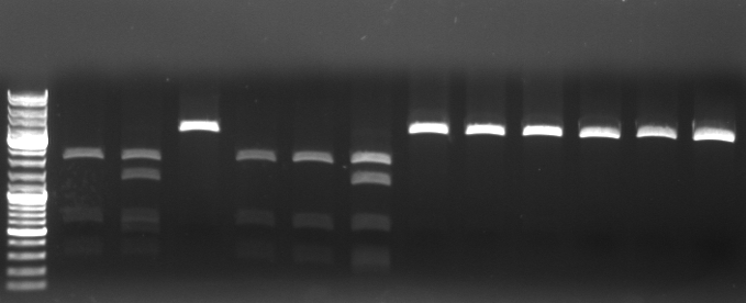 Hd-phage-08-10-9-digestionCmRpsB1A2.jpg