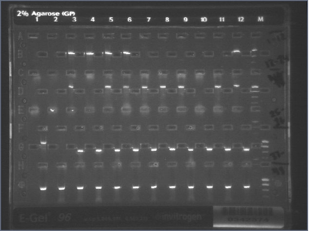 10-11 Colony PCR MXHTA.jpg