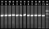 10-11 Colony PCR 37-48.jpg