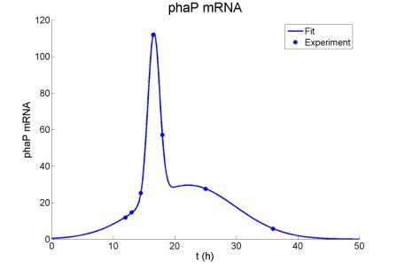 PhaP mRNA.jpeg