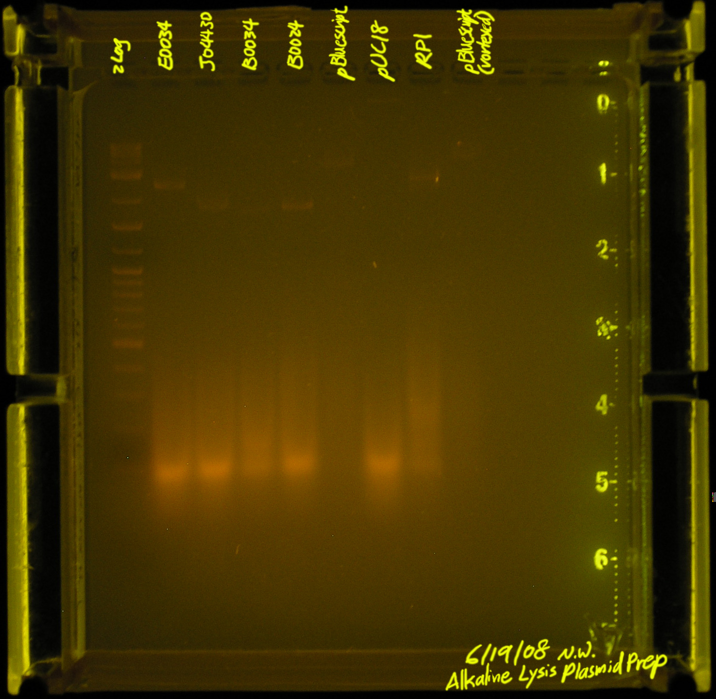 20080619-alkaline lysis plasmid prep2.jpg