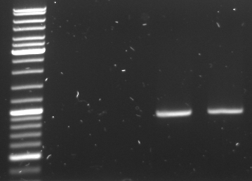 Hd-phage-08-09-29-pcr-GFPnew.jpg