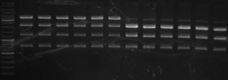 Hd-phage-08-09-30 digestion pBlue.jpg