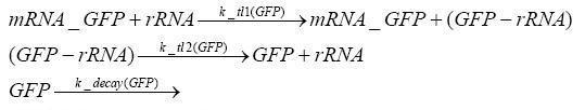 Translation of gfp.JPG