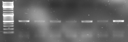 Hd-phage-08-10-01 pcr oriT1.jpg
