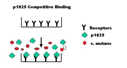 Competitve binding.jpg