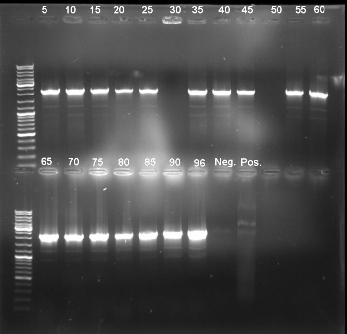 081006-PCR Screen ColE9lys standardization small.jpg