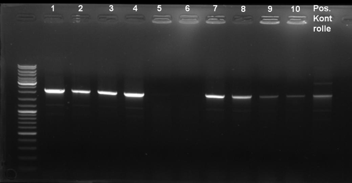 081006-PCR single screen colE9lys Standardization small.jpg