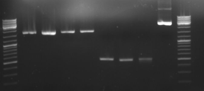 Hd-phage-08-09-05.jpg