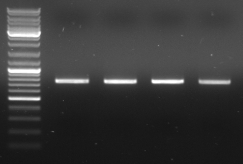 Hd-phage-08-09-30-pcr-CmRnew.jpg