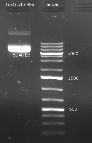 HD 080909-PCR Miniprep-LuxQ 2.png