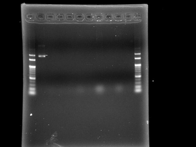 NYMU 20080920 P0440 colony PCR.jpg