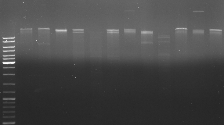 Hd-phage-08-09-16 digestion pUB307 with different enzymes.jpg
