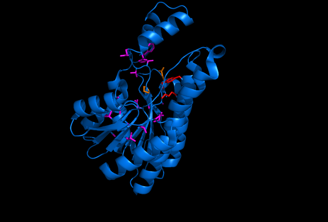 Sorbitol Dehydrogenase fireframe ray traced.png