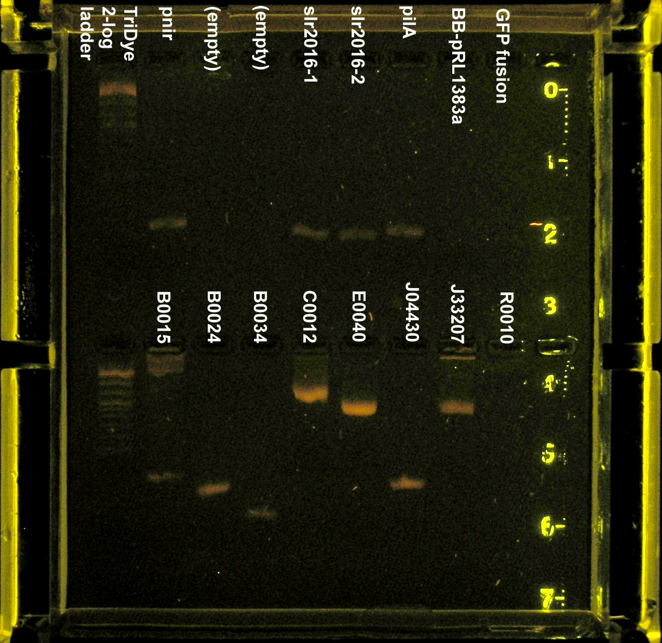 071608 PCR.jpg