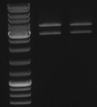 Hd-phage-08-10-17 pBlue insert fully mutated XbaI-XhoI.jpg