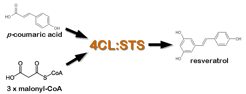 4CL STS catalysis.png