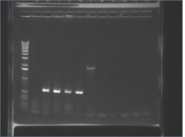 10-08 Mystery PCR MXHTA.jpg