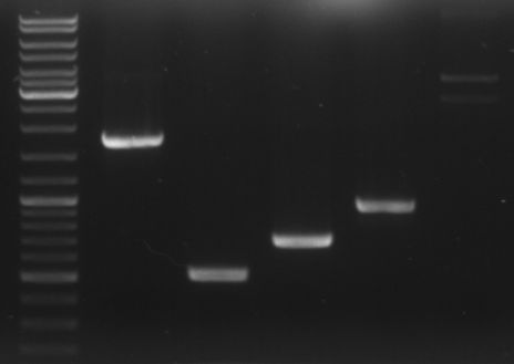 Hd-phage-08-09-02 PCR fragments.jpg