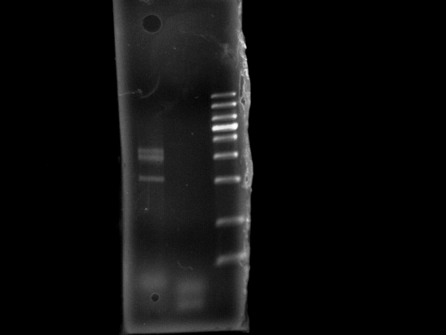 NYMU 20080905 gfp pst PCR.JPG