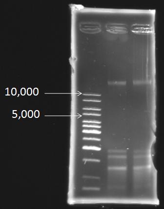 File:NYMU 20080826 PCC7942 genomic DNA with 1kb marker.JPG