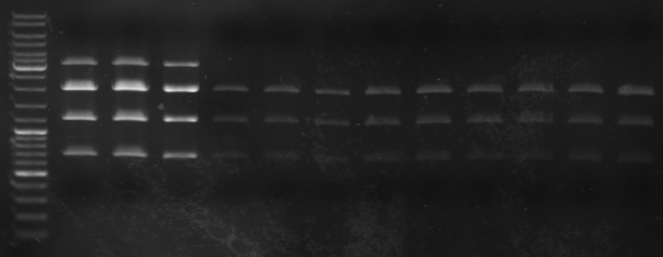 Hd-phage-08-09-25-digestion-pSB1A3.jpg