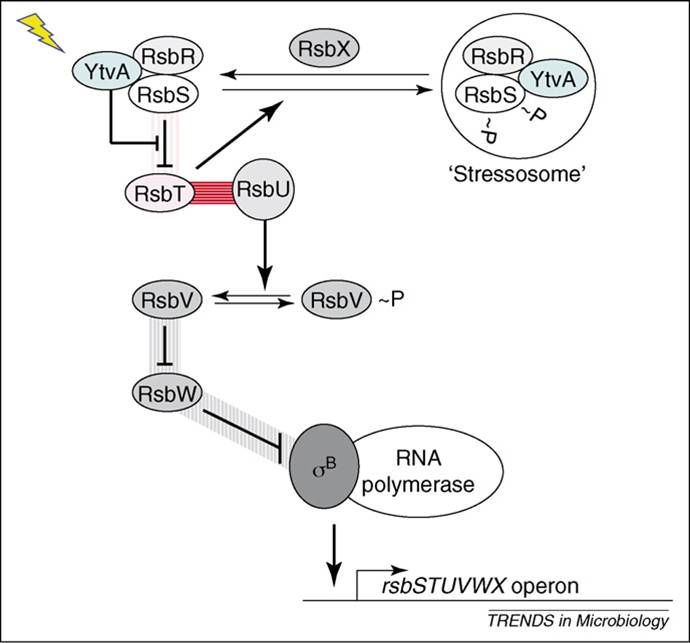 The YtvA-SigmaB activation pathway