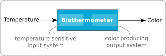 A black box representation of the biothermometer, with temperature as input and color as output. The system can be slit into two subsystems, a temperature sensitive input system and an output system that produces a color. The temperature sensitive input system works as a switch, switching on the output system at a certain temperature.