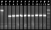 10-11 Colony PCR 25-36.jpg