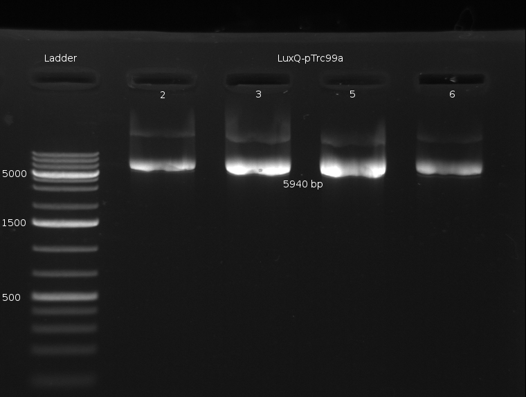 HD 080909-PCR Miniprep-LuxQ 1.png