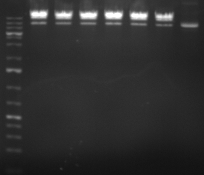 Hd-phage-08-09-09 digestion of lambda.jpg