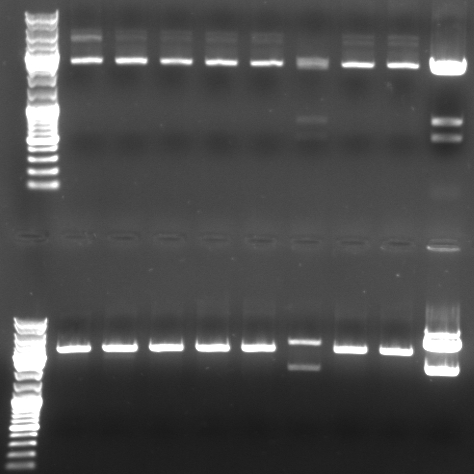 Hd-phage-08-10-13-digestion-pBlueGFPCmR.jpg