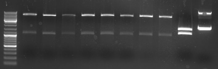 Hd-phage-08-09-05 oriT.jpg