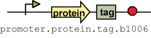 Ucbproteinofinterestplasmid.png