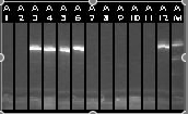 10-11 Colony PCR 1-12.jpg