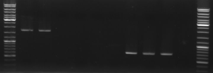 Hd-phage-08-08-27 PCR fragments.jpg