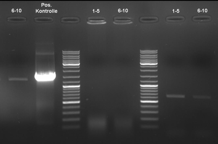 080917-pQE30His PCR controlgel 3 small.jpg
