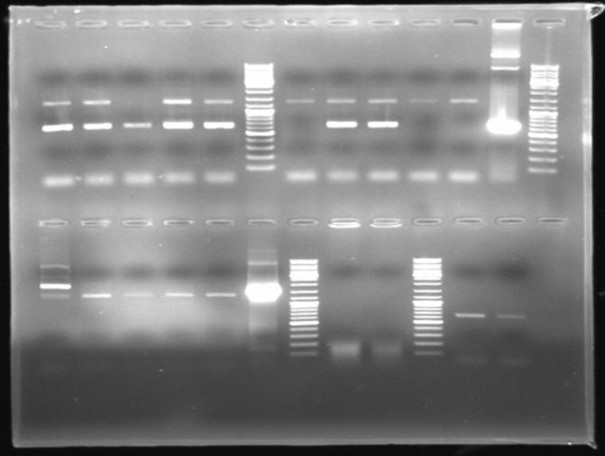 080917-pQE30His PCR controlgel small.jpg