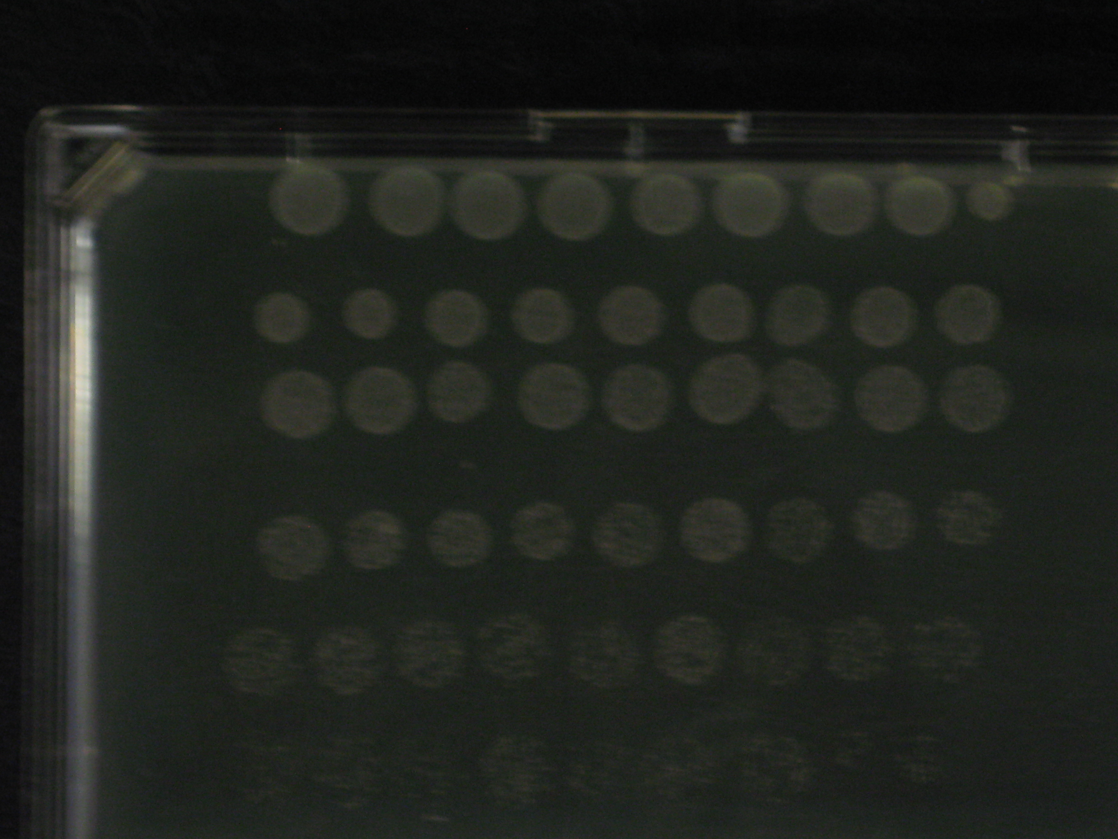 Binding assay without HA