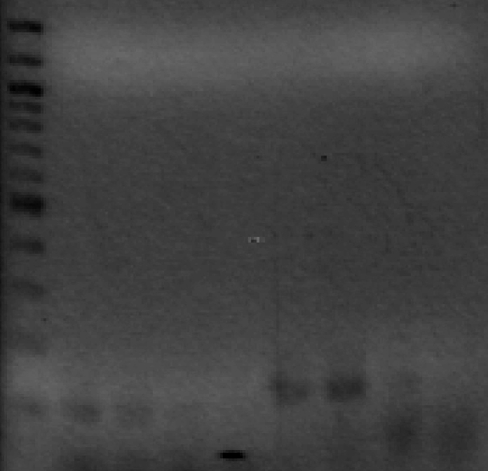 RpsA PCR.jpg
