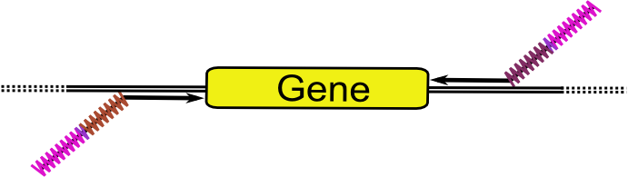 LIC-primed gene