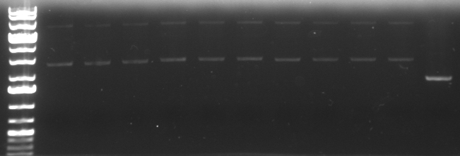 Hd-phage-08-09-09 PCR of complete insert.jpg