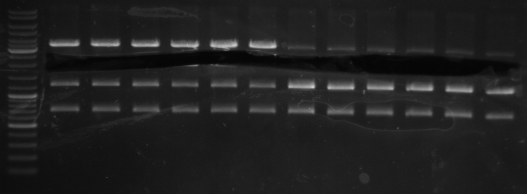 Hd-phage-08-09-30 digestion pBlue2.jpg