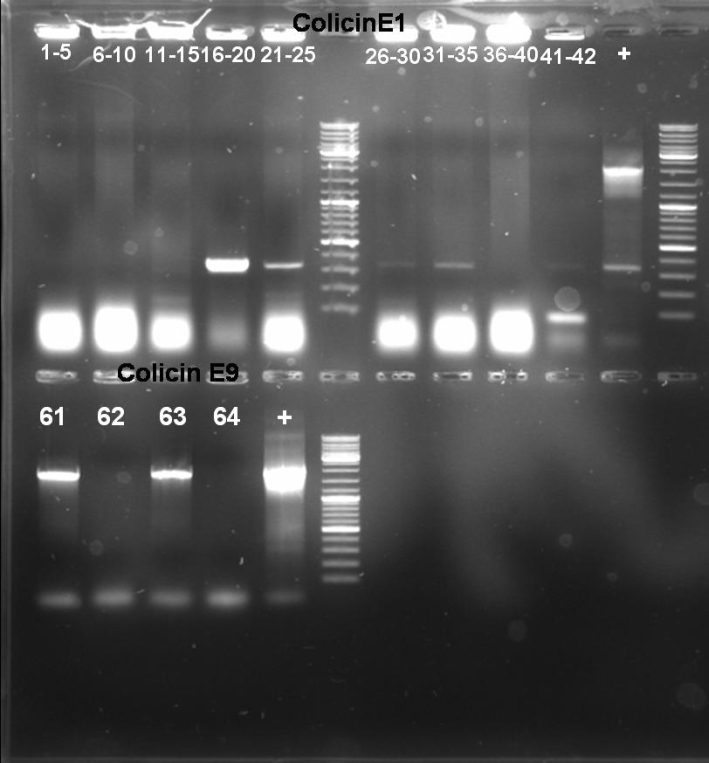 080927 colE1 E9 pSB1A3 Rec cloning PCR screen small.jpg