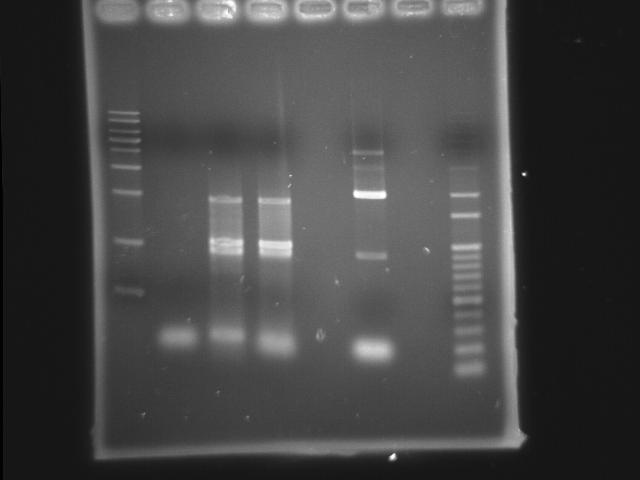 NYMU 20080921 pst ppk PCR.jpg