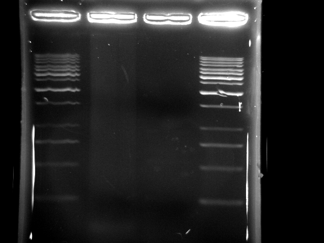 NYMU 20080903 pst PCR.JPG