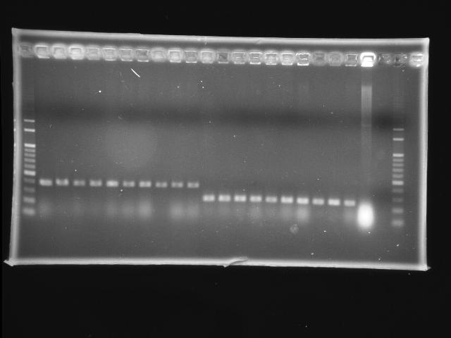NYMU 20080927 colony PCR pLac P0440 and RBS PPK.jpg