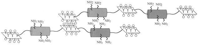 Hydrophobic interactions and cross-linkages between adjacent EP chains
