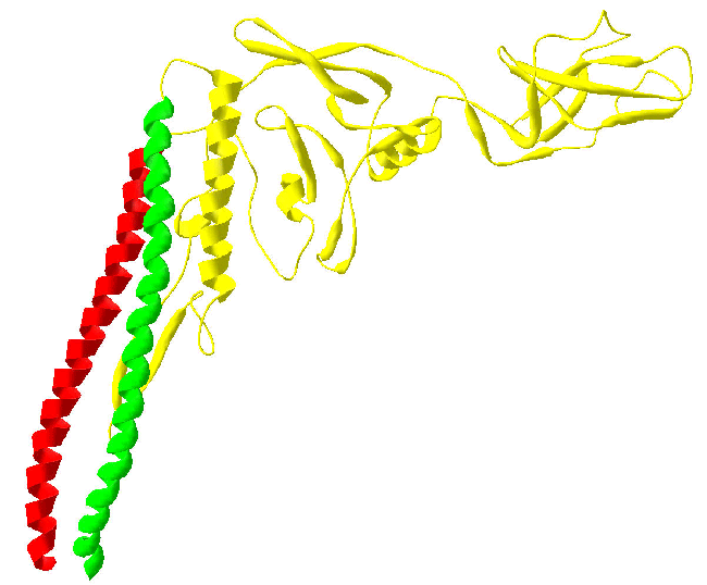 Flagelin domains.gif